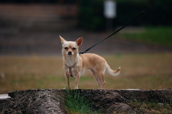Strategie efficaci per mantenere idratata la pelle del tuo sphynx: consigli fondamentali per una cura adatta al tuo gatto