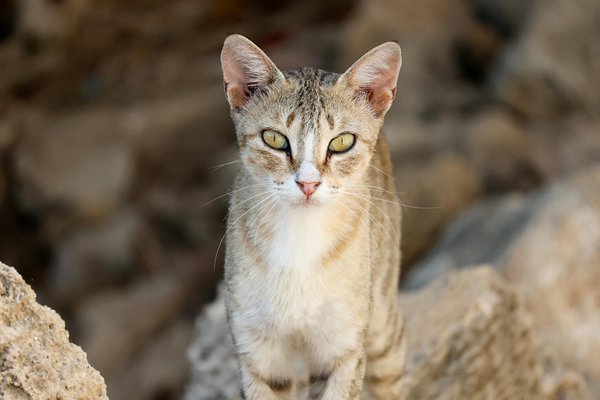 Le Top Strategie di Riscaldamento per Piloti di Rally: Preparati al Meglio Prima di Ogni Gara!